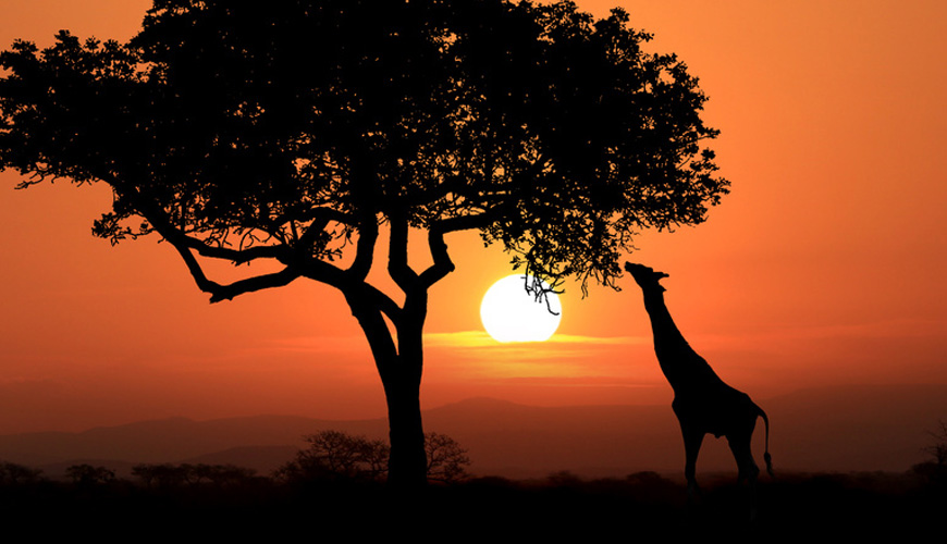Massage Africain