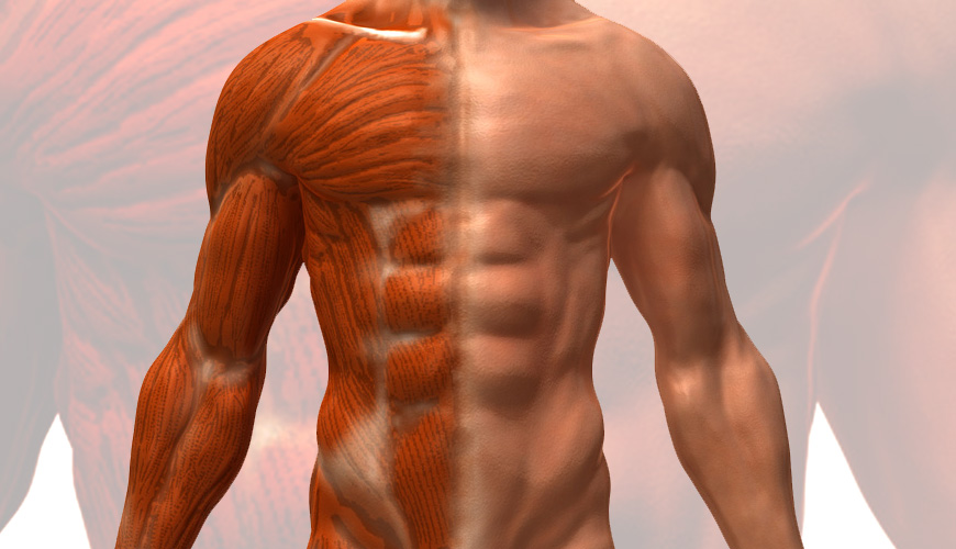 Anatomie & Physiologie pour le massage